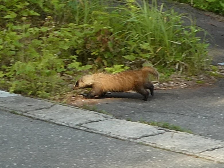 アナグマ

最高級ジビエ