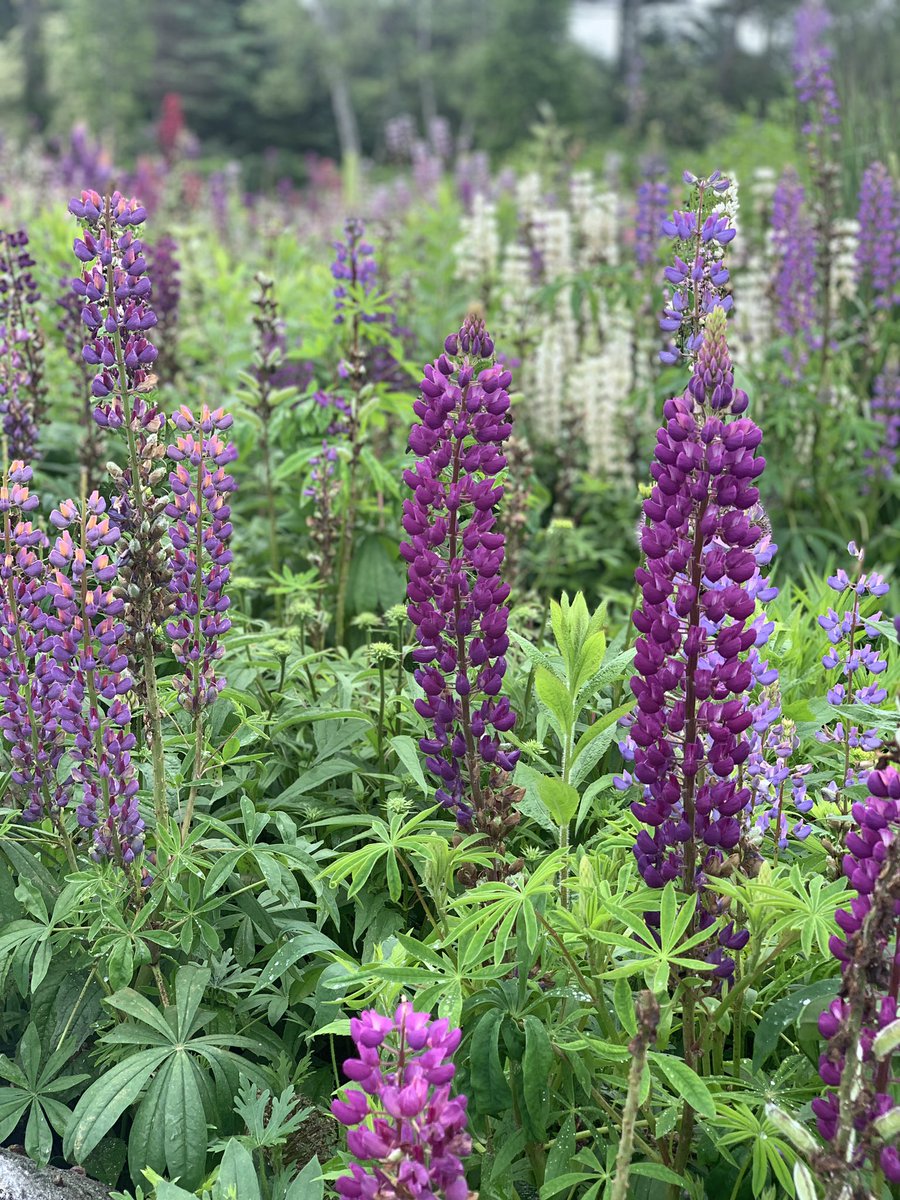 SollarsAmalia's tweet image. Aspen and I made it to Maine! #vacationland