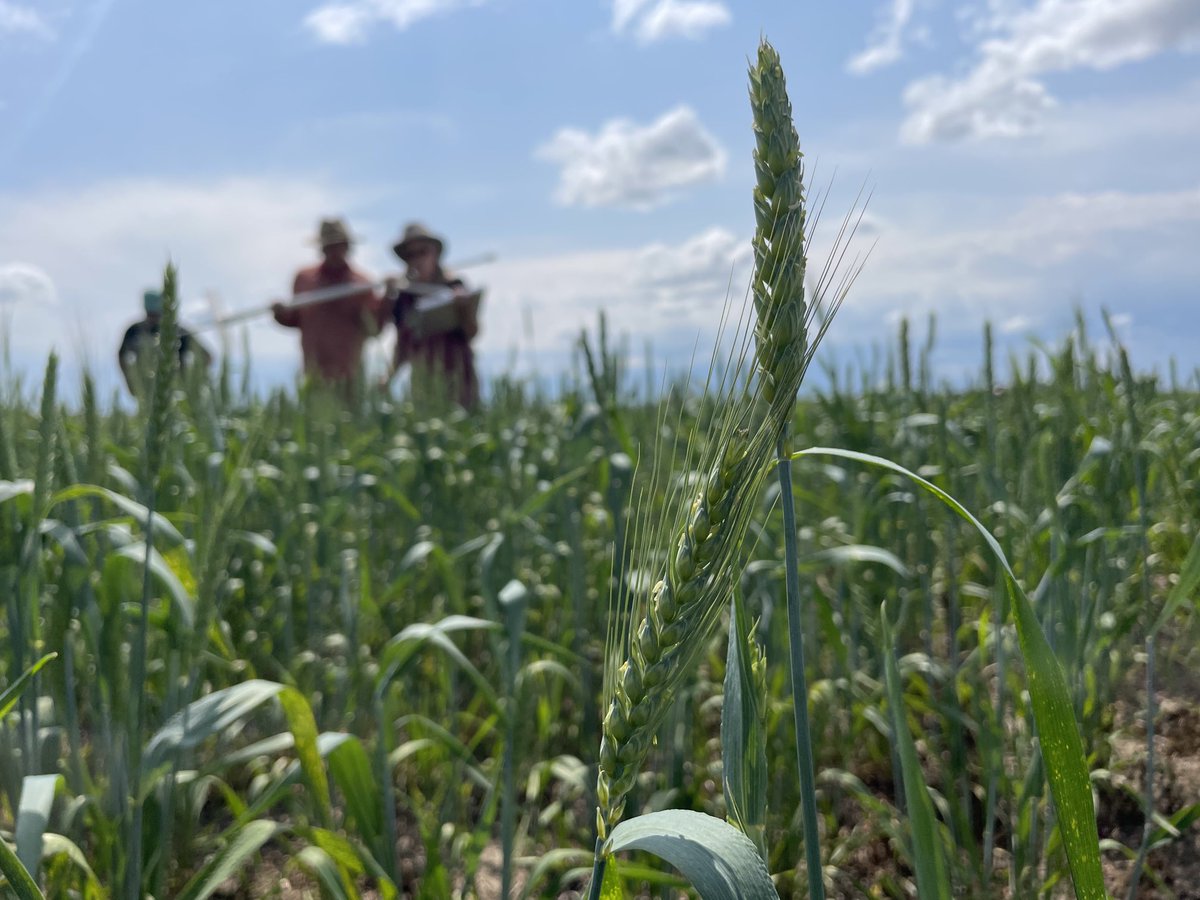 Ecdysis Foundation team hits northern MT for YR 2 of the #1000Farms initiative. 50 farmers turned out to share their experiences with intercropping and soil health, and we saw the perennial wheat Salish Blue attain its potential. These farmers give us a lot of hope for the future