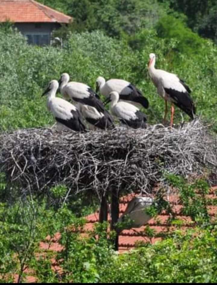 Yatıya gelen, bayram misafirleri 🦩🦩🦩🦩🌼👀😍