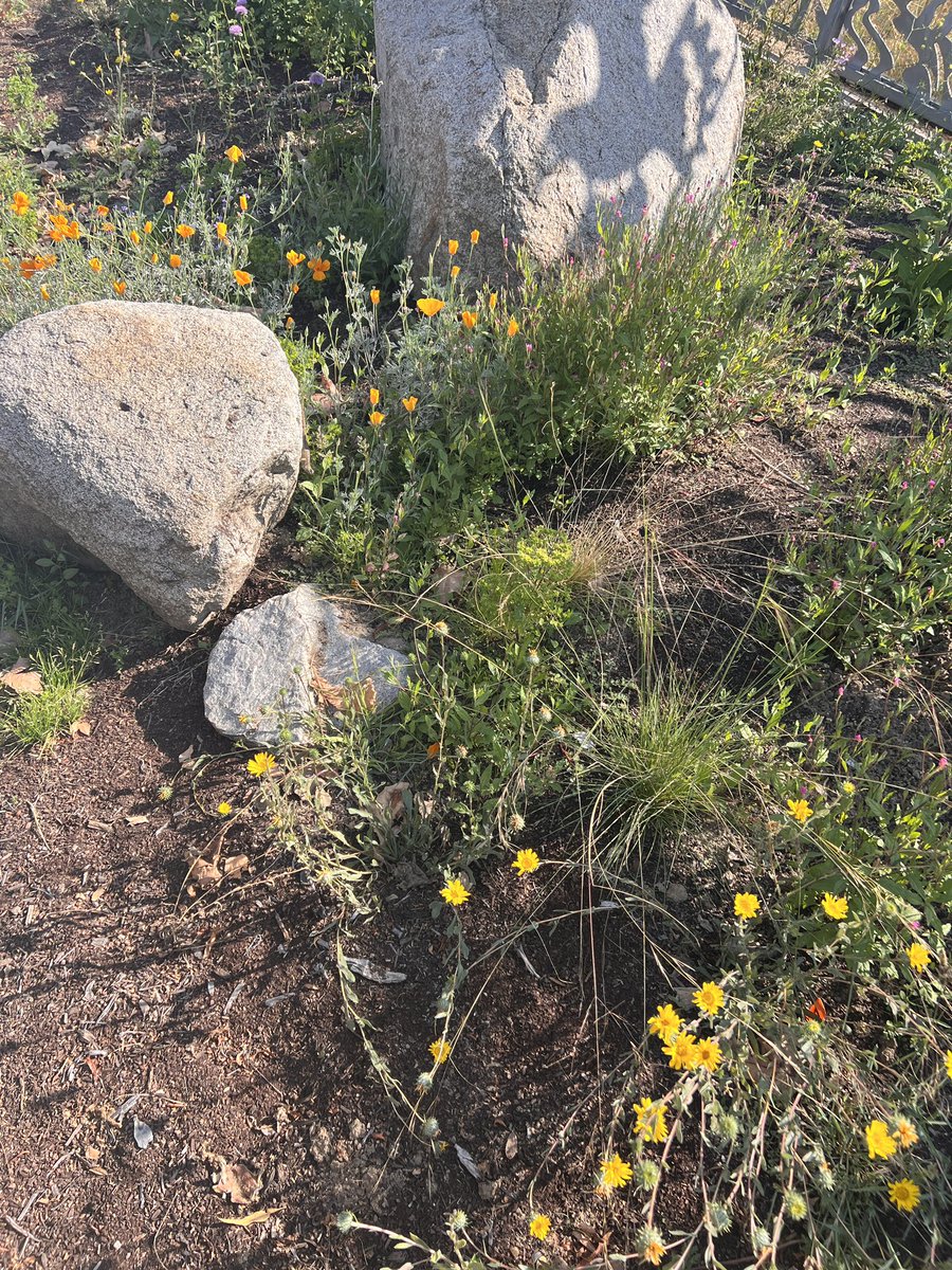 Dr. Earyn McGee, Lizard lassoer 🦎 tweet media