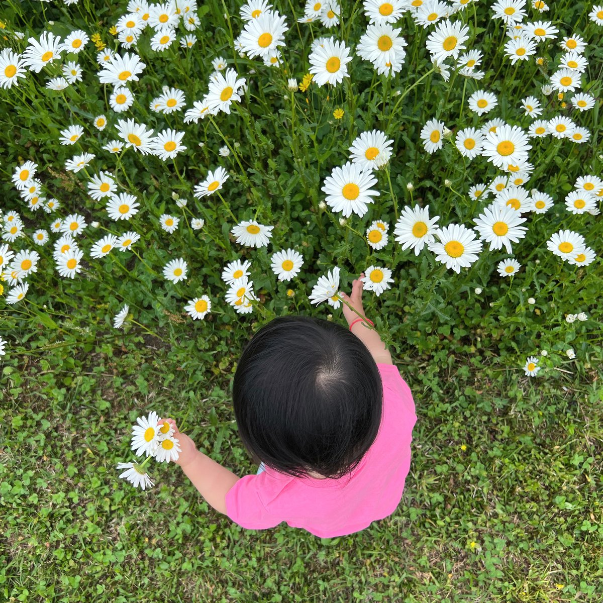 _iamchi_'s tweet photo. 🩷🌼 https://t.co/fDIaTiIdFj