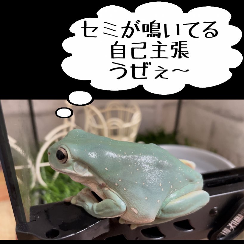 他の生き物には厳しいケロよ🐸

#みんなの家の近くは
#セミ鳴いてる？
#鳴いてるって人はリツイート
#鳴いてないって人は♡
#で教えて欲しいケロ
