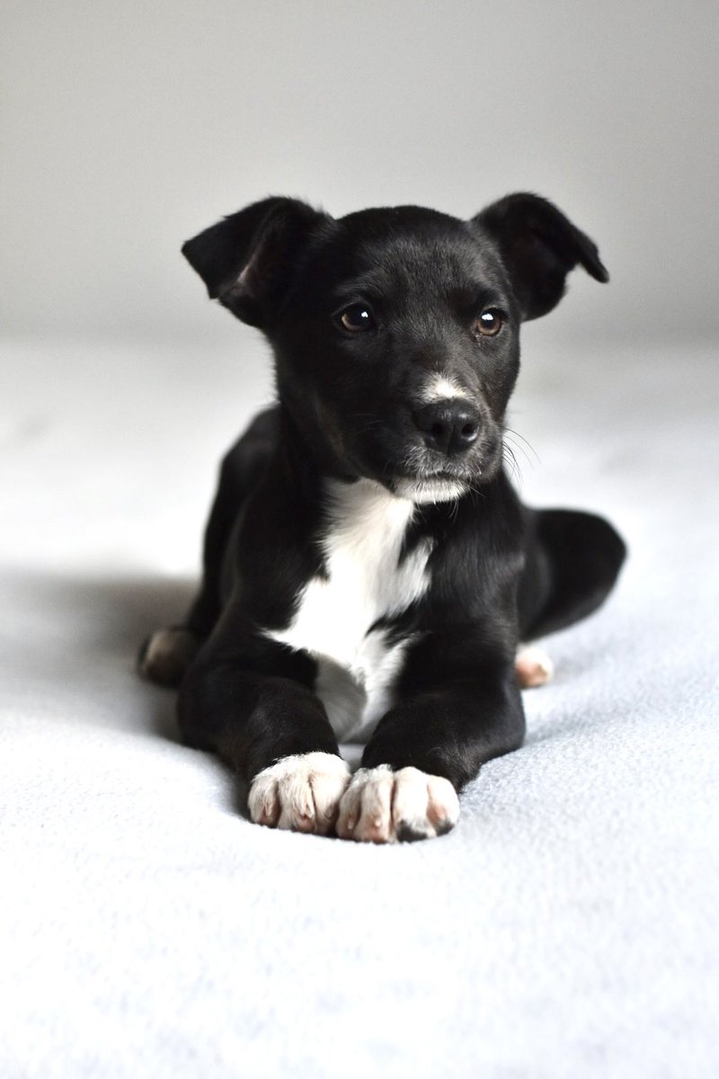 noabandonen_uy's tweet photo. Rufina en adopción súper responsable ❤️
Les presentamos a esta adorable cachorrita que tenemos en transitorio desde el día de ayer.
Es tan bella 😍 y tiene una mirada increíble!
Fue encontrada junto a su hermana al lado de una ruta el domingo pasado por Diego y Lucia(SIGUE) https://t.co/j70H0qHh1v
