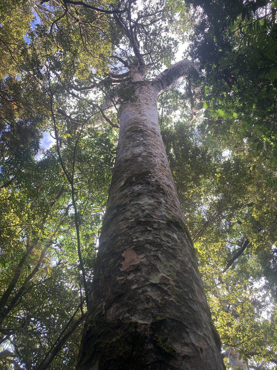 Our ☣️ #Phytophthora 🚫 special task force: Alexa, Sidney and Nick, flew to the Great Barrier ✈️ 🏝️ to investigate how to guide long-term protection of our old and majestic #kauri forests from biotic and abiotic stressors.
