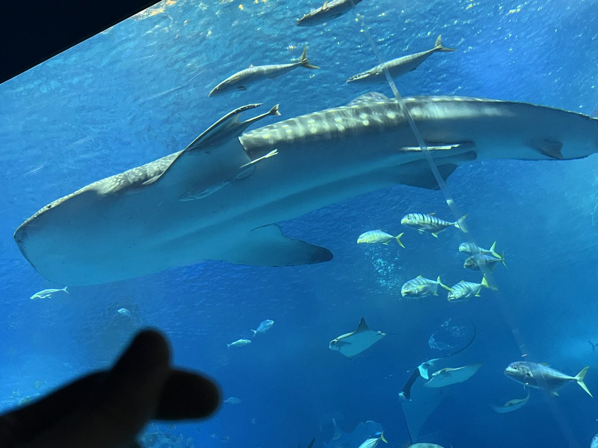naoya621203's tweet photo. 沖縄旅行３日目🍍
美ら海水族館からの古宇利大橋を渡りハートロックへその後はアメリカンビレッジへ昼食ハンバーガー🇺🇸夕食は沖縄料理食べて〆のアグー豚ラーメン😊食べてばっかだなぁ💦

#沖縄　#HeatRock #BRUAL #アメリカンビレッジ　#虎kitchen https://t.co/Rm9vkCwRY1