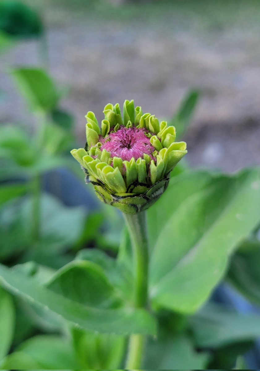 My first queen lime zinnia is almost open. 🤗💚 #flower #gardening #flowerhunting