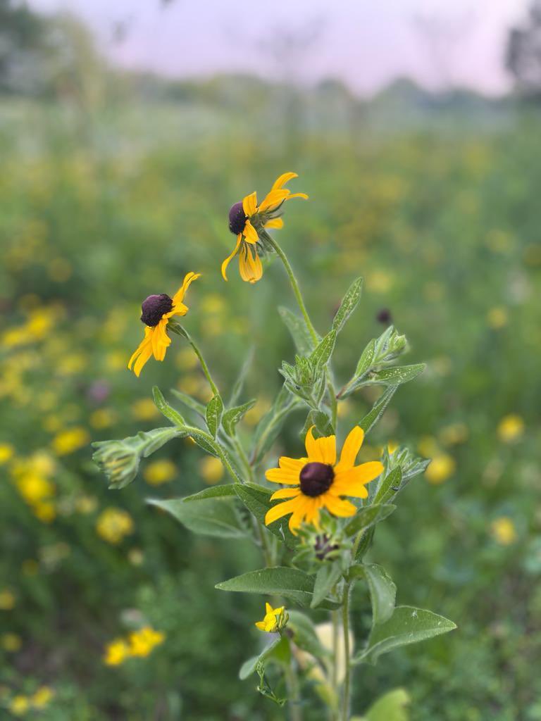 #growth #peace #nature #brainbreak #learning