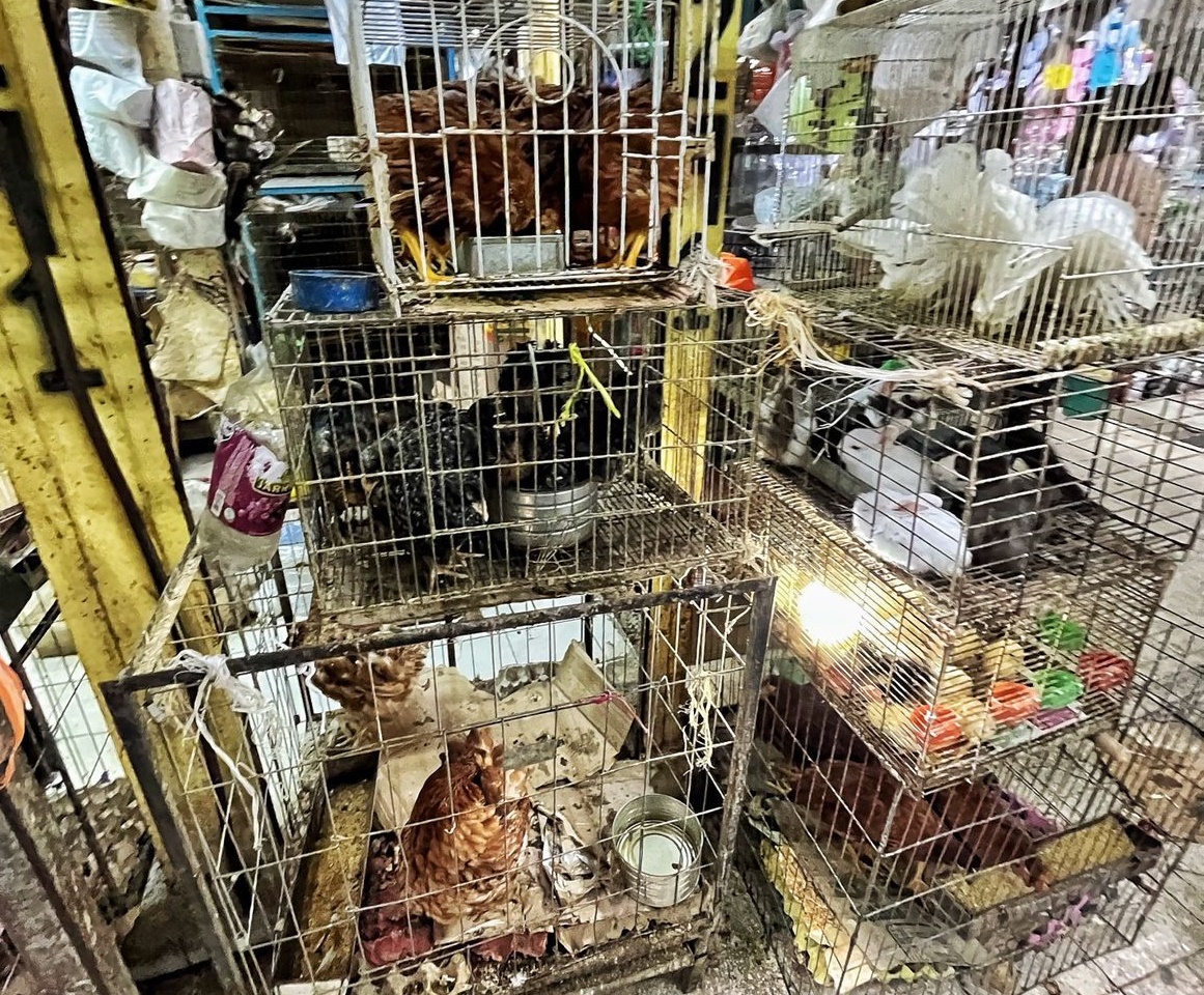 Sheinbaum pide que le recordemos que en 4 años y medio dejó impune al crimen organizado que opera en el Mercado de Sonora.

A pesar que los animales son usados para sacrificios y hay comercio ilegal de especies en peligro.

Sheinbaum no hizo nada por los que no tienen voz.