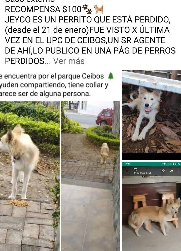 AlertaMePerdi's tweet photo. #PERDIDO #GUAYAQUIL
Nombre: #JEIKO
Fecha: 21/01/23
Sector: Norte, Mapasingue Oeste, por el mercado.
Sexo: Macho
Raza: Mestizo
Observación: Color beige con crema
Contacto: 0999147312
RECOMPENSA $ 100.00
¡Ayúdalo a volver con su familia!
#AlertaMePerdí https://t.co/r1g7rvUteY