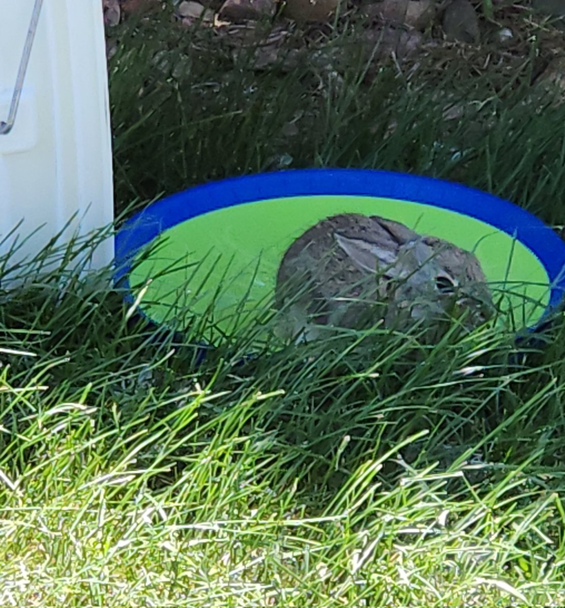 Bunny safe and hydrated :)
