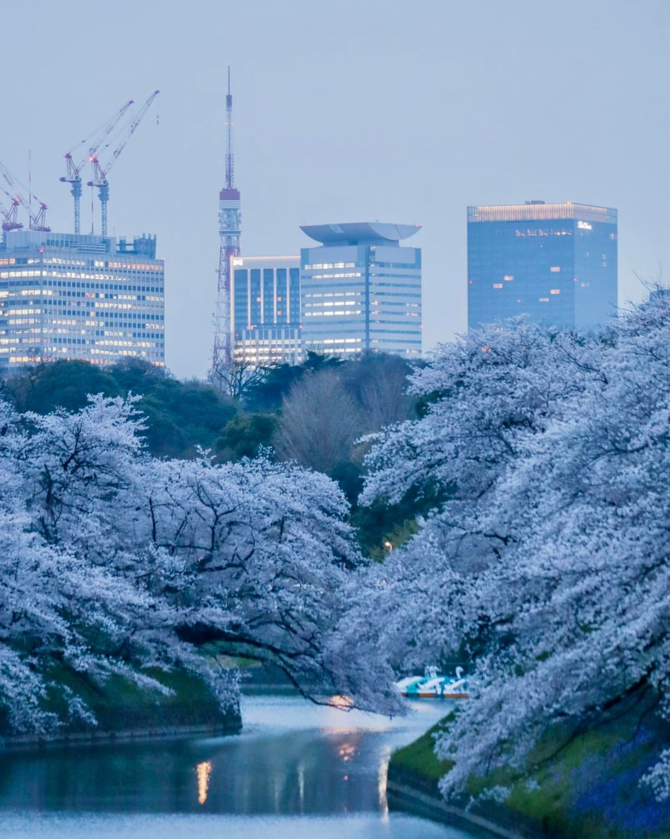 😻😻I'm thinking about spring in Japan again. Looking forward to the next trip.😻😻