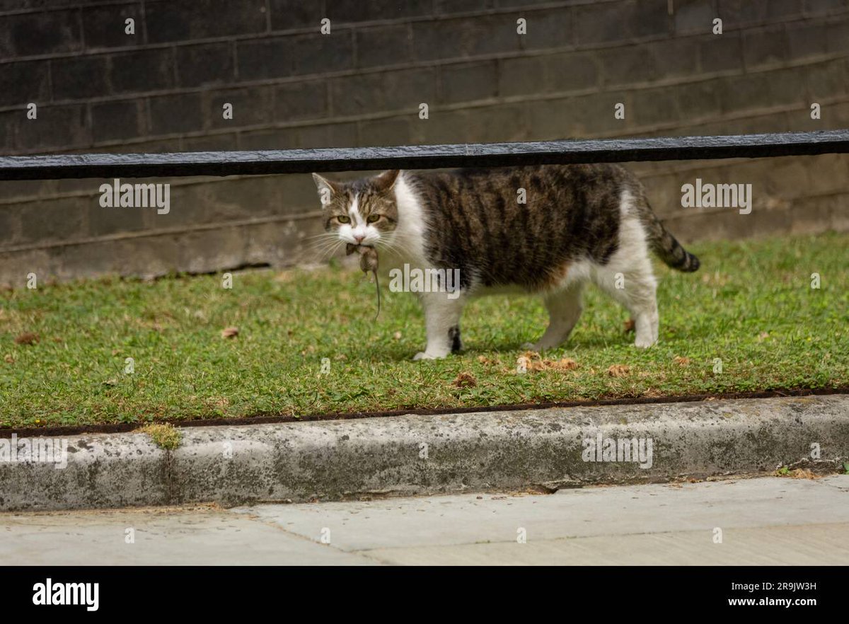 Larry the Cat of 10 Downing Street.