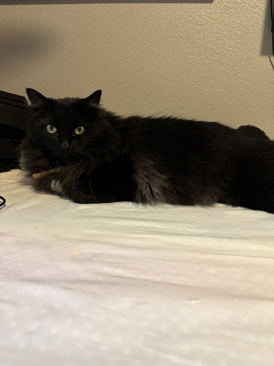 AirBubbles's tweet image. Mara says we’re going to the underworld so we’re playing #HadesGame 

Twitch.tv/AirBubblesCosp… 

#SupportSmallerStreamers