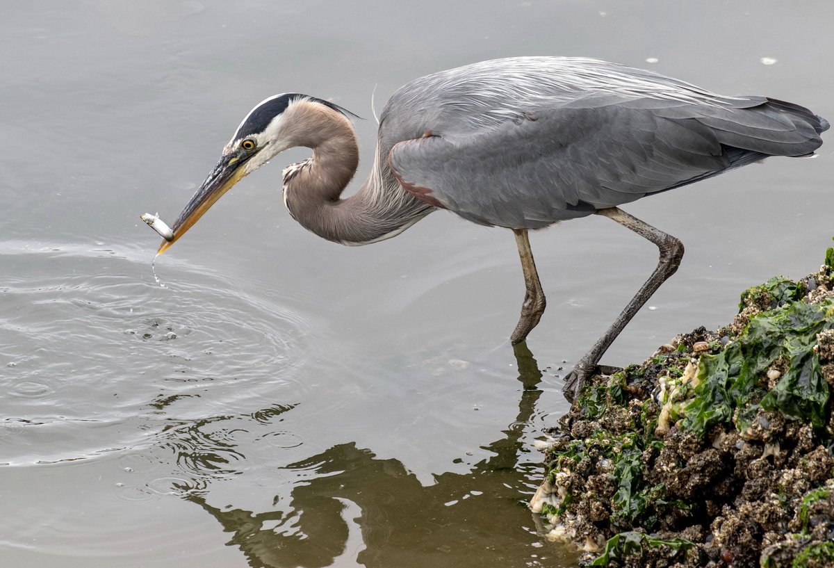 Wow, we just learned about #WaderWednesday! We're wading in with this photo taken by Dennis Dow. #BirdsOfTwitter #greatblueheron #nature #Seattle #heronhabitathelpers