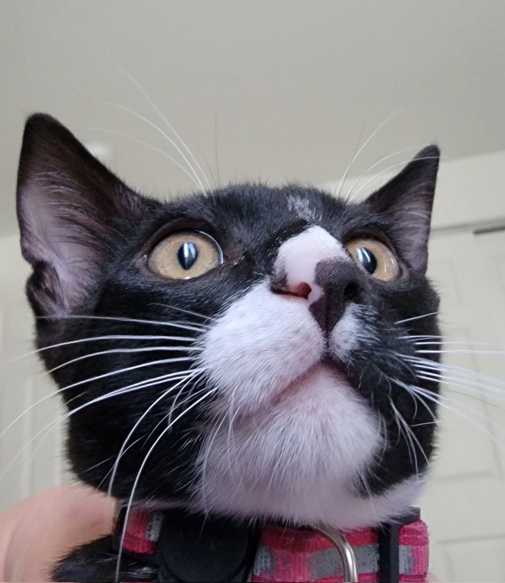 StephReports's tweet photo. But for real, why does this cat look like he's having trouble connecting to his Zoom meeting? https://t.co/hqYyJR06bM