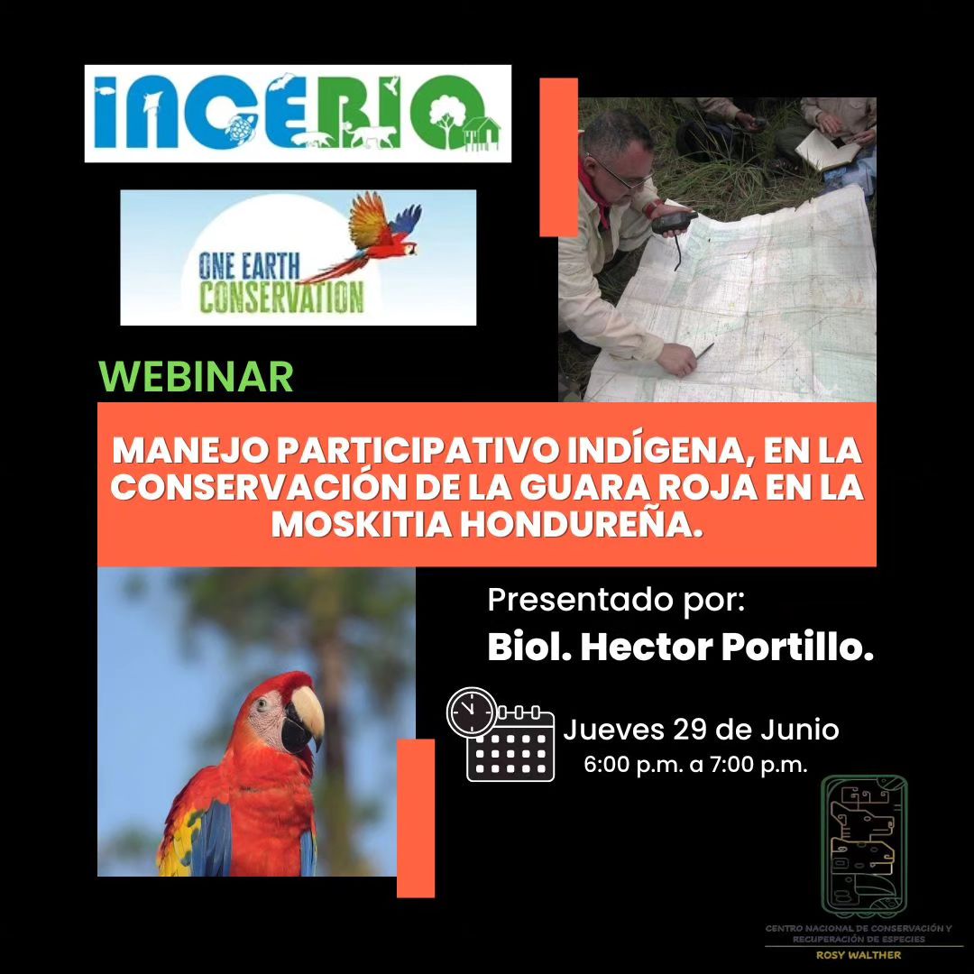 incebio's tweet photo. El Centro Nacional de Conservación/Zoológico Rosy Walther invitan a su jornada de webinars, celebrando a nuestra ave nacional la #GuaraRoja. Mañana 29 de junio de 06:00-07:00 pm es la participación de las organizaciones #INCEBIO y #OneEarthConservation
➡️https://t.co/kvCDEBkvij https://t.co/tTmq9tBL6i