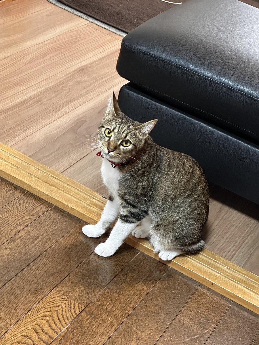 sinseisaint's tweet image. 呼ぶ前　呼んだ後
＃今日のきなこ