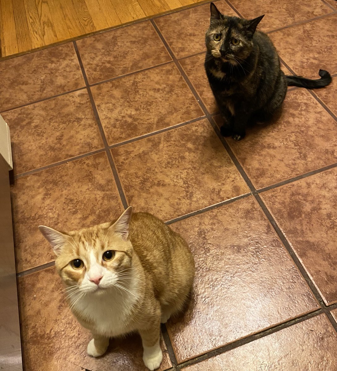 “Why do you starve us!”, they exclaimed, after walking past 4 food bowls with 3 different varieties of crunchies, an hour after pâté was served.