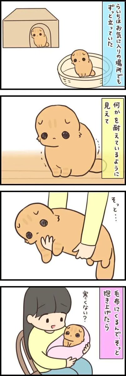 眠れなくなったシニア猫。気転を利かせて抱っこしてみると?【連載】もふもふスコたん#283|ねこのきもちWEB MAGAZINE 