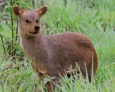 puducommunity's tweet photo. 🦙🚀 Get ready for an adorable crypto meme takeover by the Pudu! Brace yourself and join the fun! 🌟😄 #CryptoMemes #PuduAdventures

Join us in the links below!

🔗https://t.co/cTTWpsnpu0 
🔗https://t.co/sCv3aXcFzZ
🔗https://t.co/V59dsdzBRa https://t.co/eLrv1LC3mE