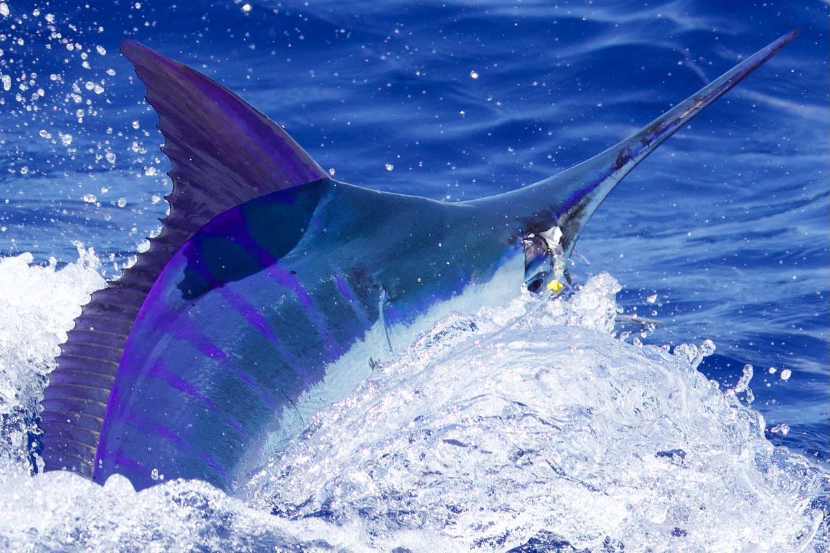 BillfishReport's tweet photo. Kona, HI - Blue Marlin on the Snafu. https://t.co/dnx6ZZhAvA