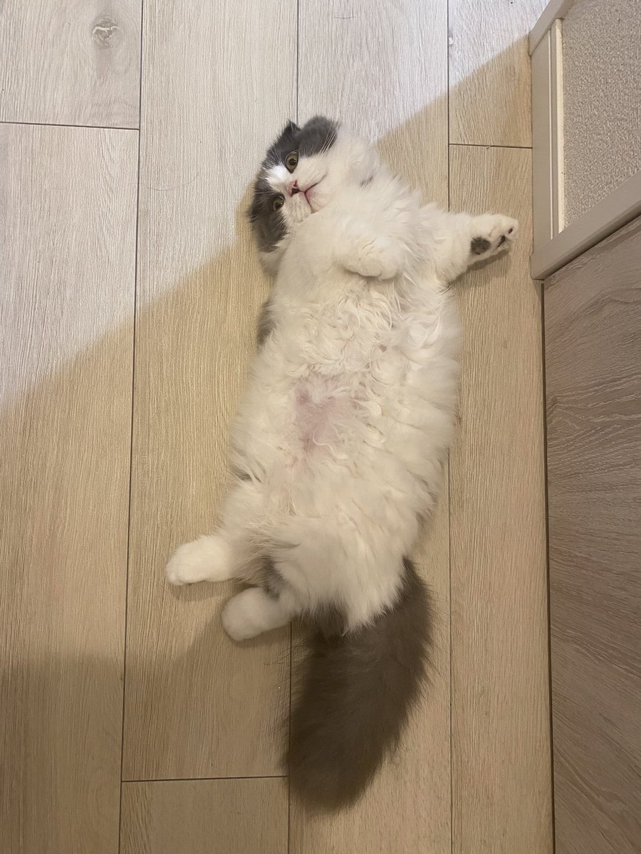 hachiware_469's tweet photo. あけてくれにゃ〜な猫😂
#猫 #cat #고양이 #喵星人 #gato #chat #katze #kedi #catstagram #kitty #petstagram
#ilovemycat #meou #ねこすたぐらむ #ふわもこ部 #ねこのいる生活 https://t.co/2Bb0IpvUYJ