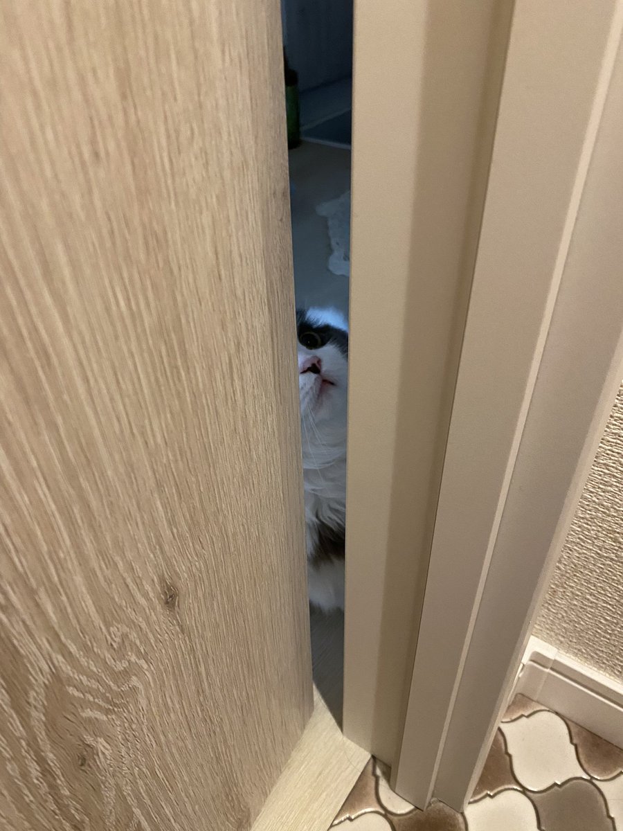 hachiware_469's tweet photo. あけてくれにゃ〜な猫😂
#猫 #cat #고양이 #喵星人 #gato #chat #katze #kedi #catstagram #kitty #petstagram
#ilovemycat #meou #ねこすたぐらむ #ふわもこ部 #ねこのいる生活 https://t.co/2Bb0IpvUYJ
