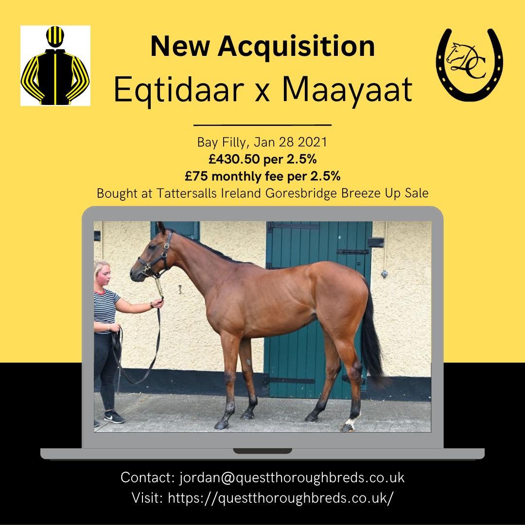 jhchevaux's tweet photo. If you'd like to come to the @dylancunha_uk stable and meet this filly over the coming days, contact me directly. 

Shares available @ £430.50 per 2.5% (+£75 all-inclusive monthly fee). 

@QThoroughbreds https://t.co/oLZhwGWDrW