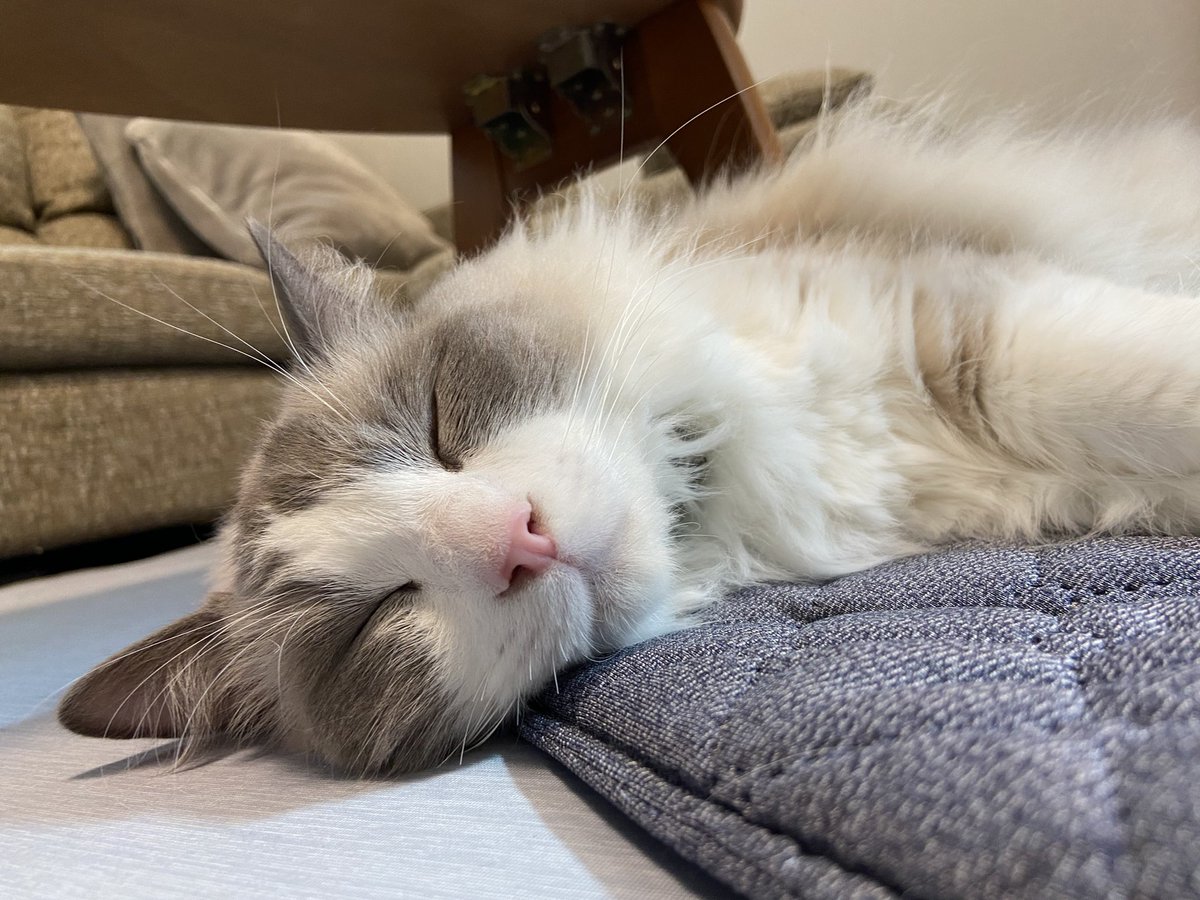 からのすーやすや。

可愛くてずっと一緒にゴロゴロしてたい😂