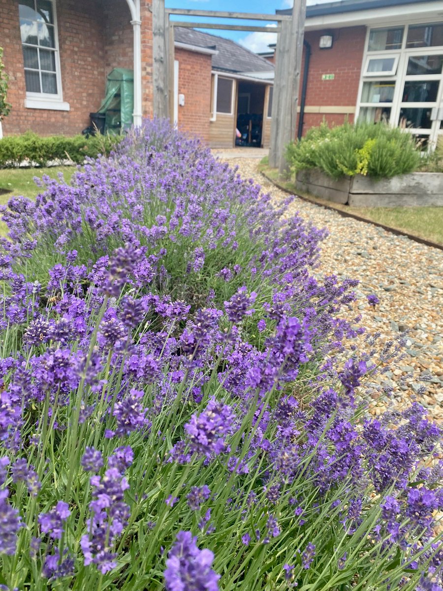 Another visit to Prestfelde's beautiful well-being garden, where the lavender is encouraging people to take a walk down the pathway and into its calming centre. A gorgeous display. #wellbeing #gardening #prepschool #weareprestfelde