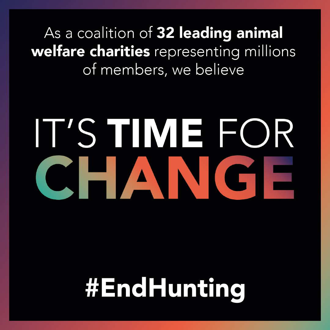 🐕🦊🐇 We are joining forces with @LeagueACS and other concerned organisations who believe that trail hunting is being used to create a smokescreen to allow illegal hunting with dogs to continue. It's time for change, take action 👇 bit.ly/3r3Ny8O #EndHunting ❌