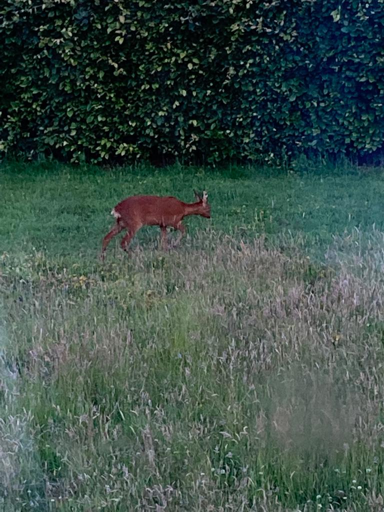 When 'no mow May' turns into 'no mow May and June'...
#rewilding #gardenvisitor