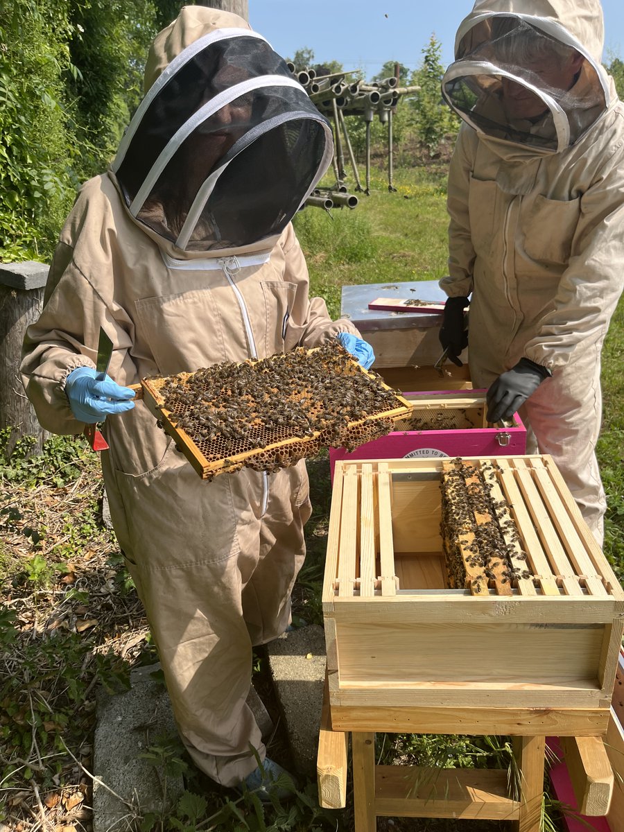 Bees on the Roof.ie tweet media