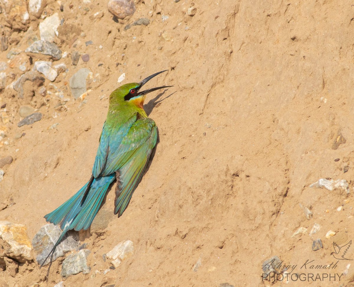 Blue tailed bee-eater from #RajajiTigerReserve #IndiAves #TwitterNatureCommunity #TwitterNaturePhotography #BBCWildlifePOTD #canonphotography @incognito9