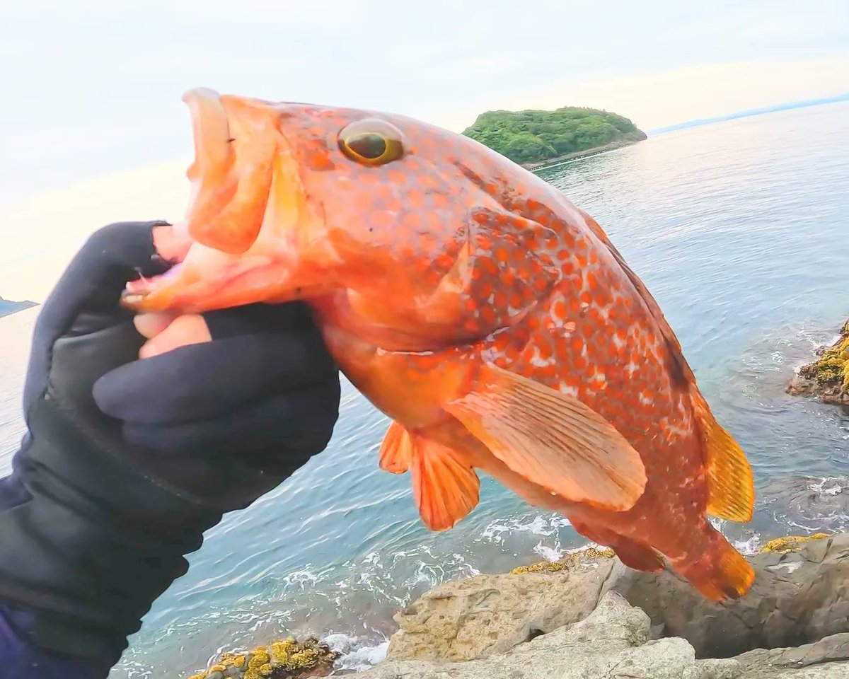 sumtree_life's tweet photo. 親指に残った牙の跡がまだ少しチクチクする。

やった。やったった。

狙い続けた巨大な高級魚。

キジハタ41cm。
目標まで残りあと、9cm。

https://t.co/yQz6NRsqvq

#50upのキジハタが釣りたい #キジハタ #アコウ https://t.co/x7T2VMN1pB