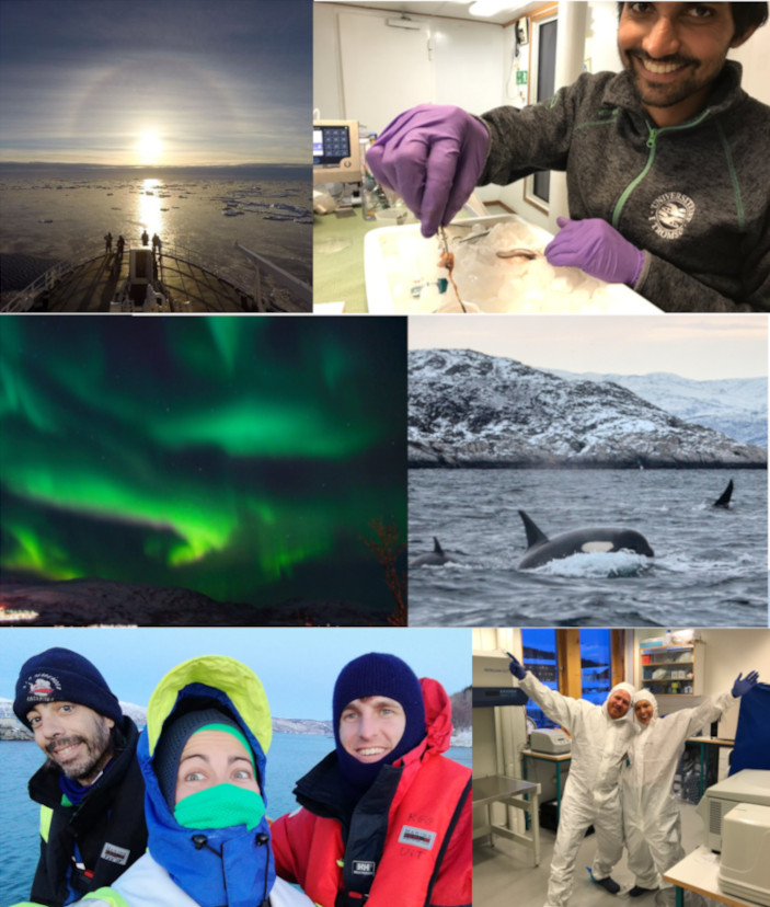 Interested in leading our laboratory activities, join fieldwork and research cruises, take part of developing @UiTGenetics @UiTNorgesarktis and have good command of a Scandinavian language? Then apply for this permanent position: jobbnorge.no/ledige-stillin… Please share 🙏