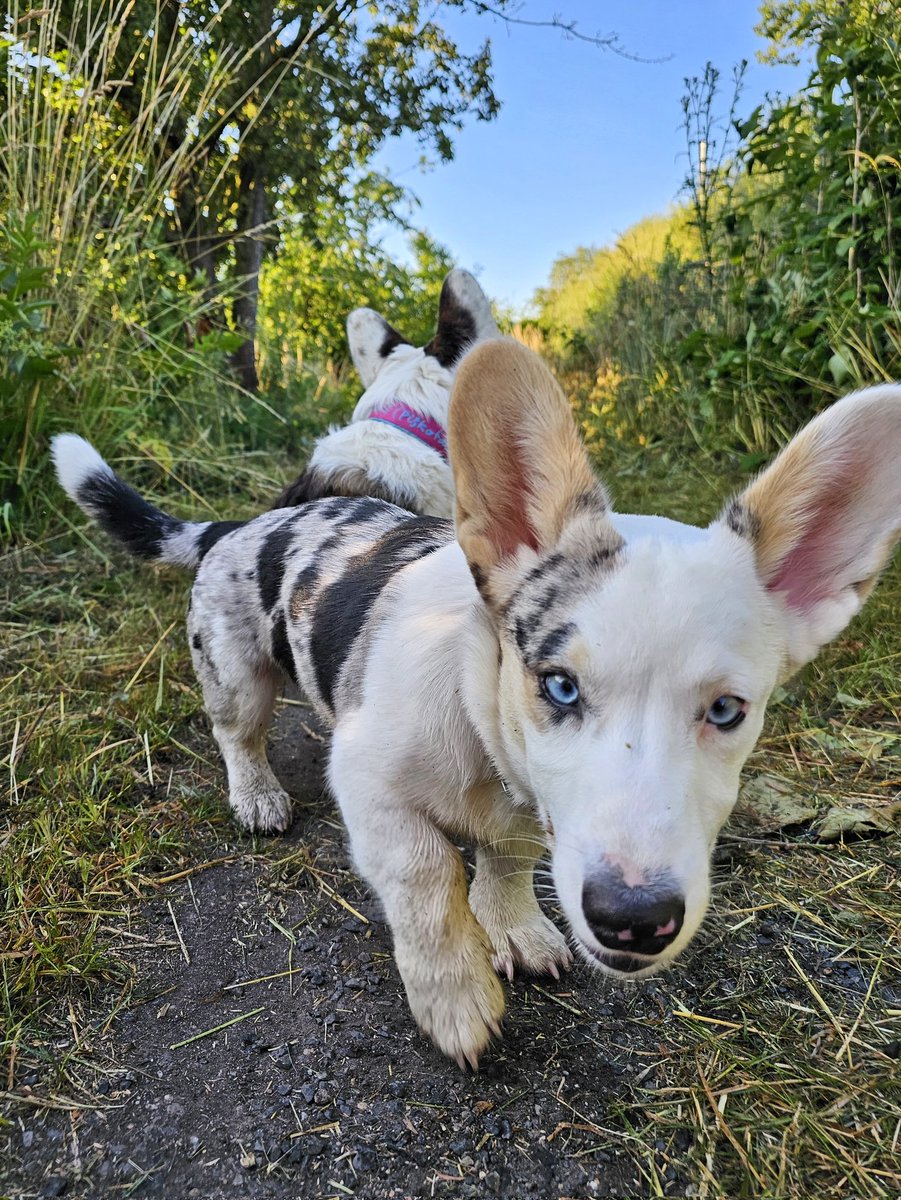 MorriganGoddess's tweet photo. Focení lišek je zábava.  Někdy krásně zapózují, ale v reálu většina fotek dopadne nějak takhle ⬇️

#DoubleTroubleCorgi #CorgiPhoto #InstagramVsRealLife https://t.co/kKjIF3DM6b