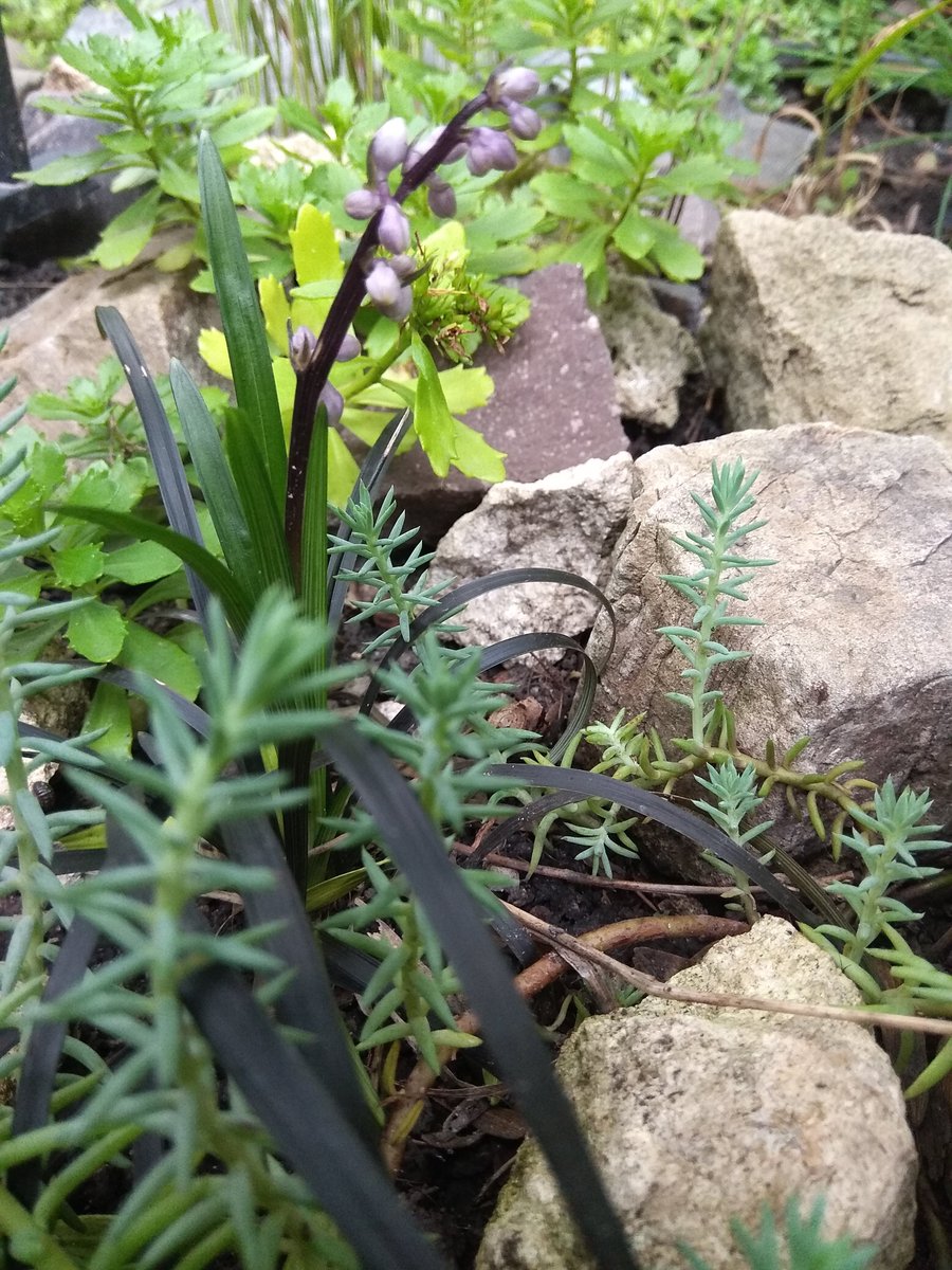 Неочікувано зацвів Ophiopogon planiscapus «Nigrescens»