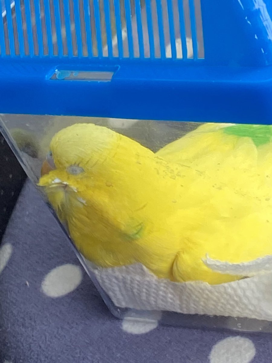 mazumaz's tweet photo. 今日は、ぴーちゃんの爪切りに動物病院へ。1��間くらい待たされたのでお昼寝中！ https://t.co/gX5lBQtLzZ