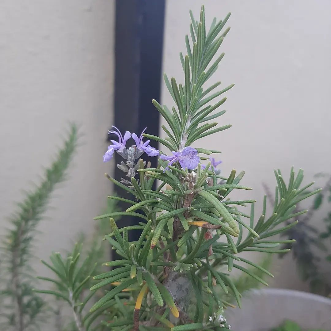 Rosemary flowers #TerraceGardening instagram.com/p/Ct9HcsYBvwt/