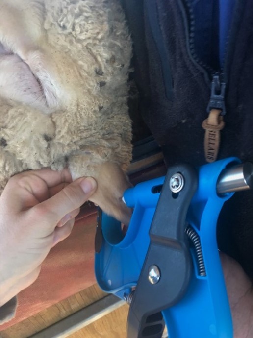 sallymartin777's tweet image. With DNA sampling getting into full swing we have had some feedback from DNA labs about issues they are seeing.  Take the time to make sure your samples are collected correctly, it will save you time &amp;amp; money down the track.  
sheepmetrix.com.au/blog/dna-sampl…