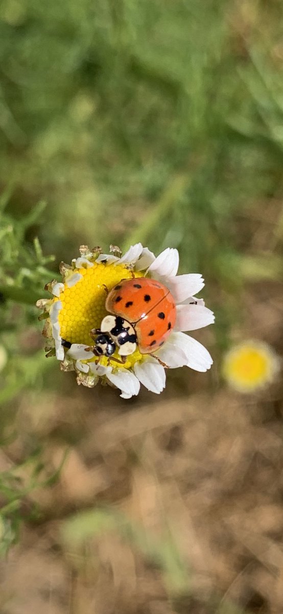 Martina Haffke🇪🇺🫶 tweet media