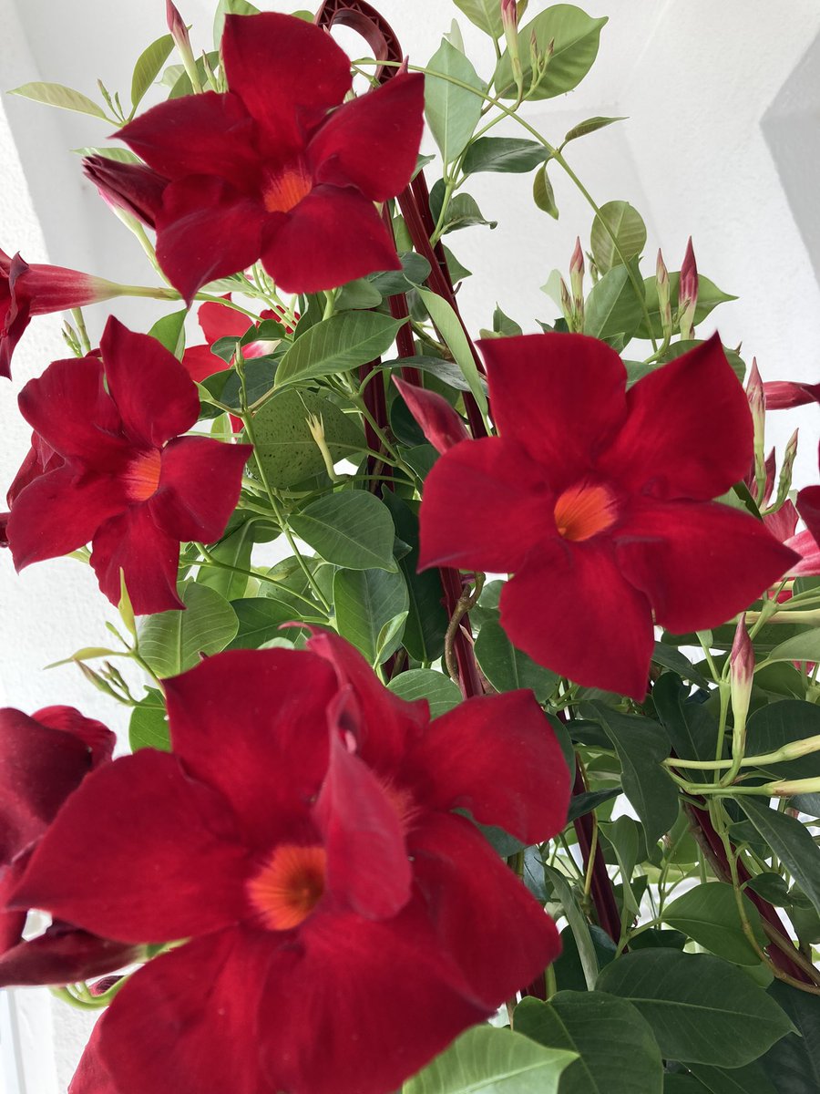 Kaj Kunnas tweet media