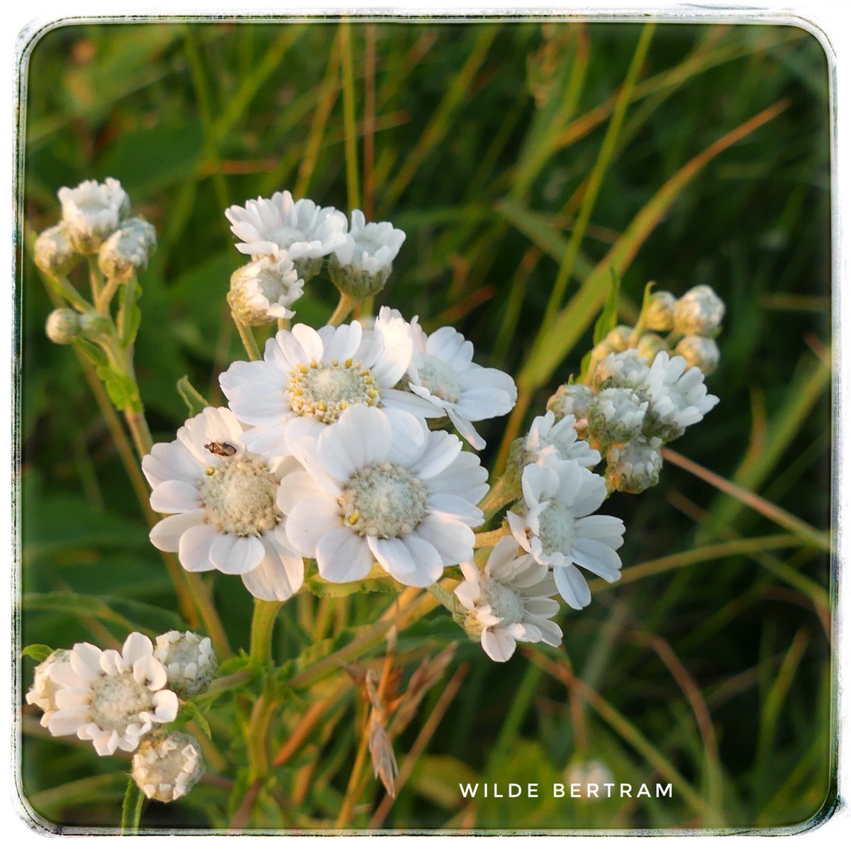 Goedemorgen, zag pas prachtige bloemetjes staan die ik nog nooit gezien had #wilde_bertram  #junibloeiers ⁦@vule_rock_nroll⁩ 
Fijne donderdag🙋🏻‍♀️