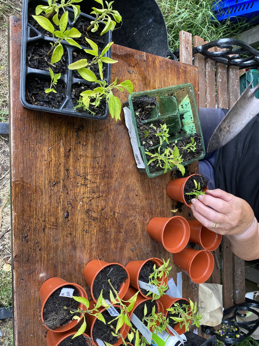 Yesterday we welcomed Claire from #bbcradiomerseyside tothe garden to chat about who are and what we do with @TakingRoot3. But more importantly it was Danny’s birthday! 🎉🎂🥳 We even squeezed in a little bit of gardening in between all the fun🤣 #northparkcommunitygarden #bootle