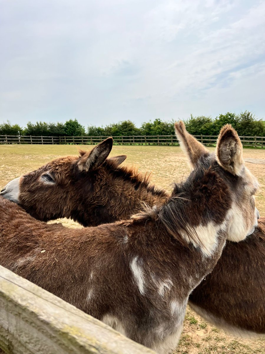 ShineCancerSupp's tweet photo. #ShineNorfolk met-up at @RedwingsHS #ThankyouThursday to the horse sanctuary for the tour &amp; chance to meet the residents! 🐴🐴 

#ShineNetworks meet-up every month for good-times like this. Find your local group here https://t.co/nUleZiRTX8

#cancersupport #youngadultcancer https://t.co/pa8ES6ROBm