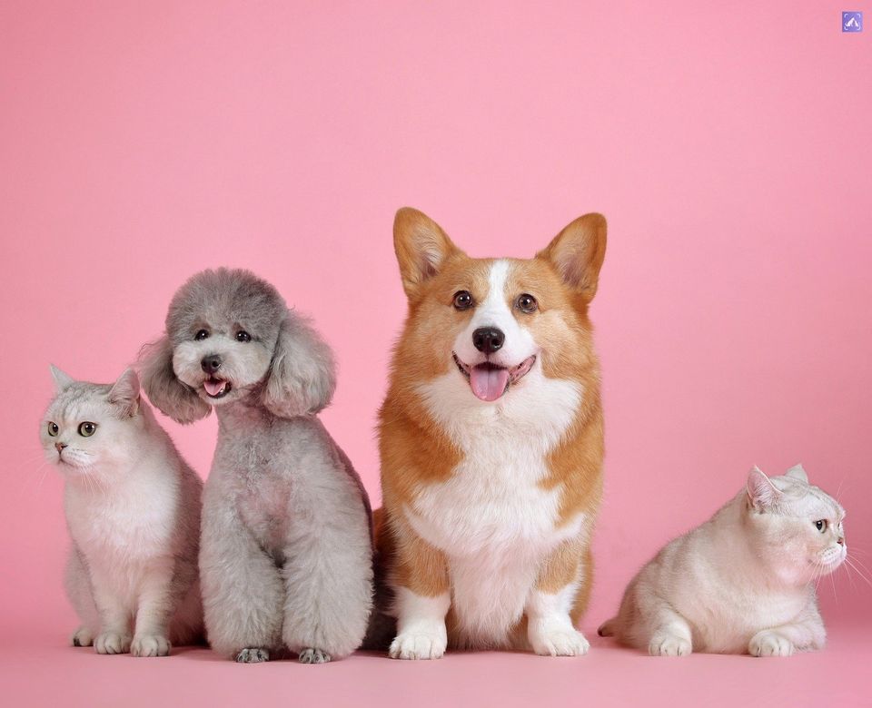 Dog Pal tweet media