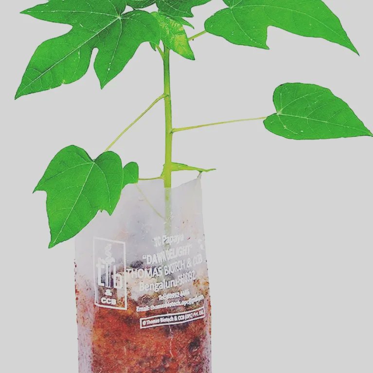 Thomas_Biotech's tweet photo. Thomas Biotech is now available on https://t.co/EDYFQYGoWL.

There’s provision to order single or more plants with the doorstep delivery facility in distant locations too
https://t.co/loZwMaO7Gd
For more details contact
https://t.co/CC2rbqws5s
Mob/WA :  080952 44466 

#Amazon https://t.co/NKfOtRh74m
