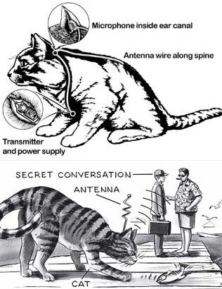 historyinmemes's tweet image. This was a CIA project that was commenced in the 1960s to spy on Russia. They chose a cat for the job, but what they didn’t put into consideration is the fact that cats are hard to train. The cat’s job was to eavesdrop on two men in a park outside the Soviet embassy in…